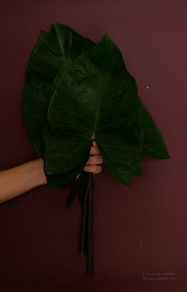 Just holding the beautiful Colocasia leaves